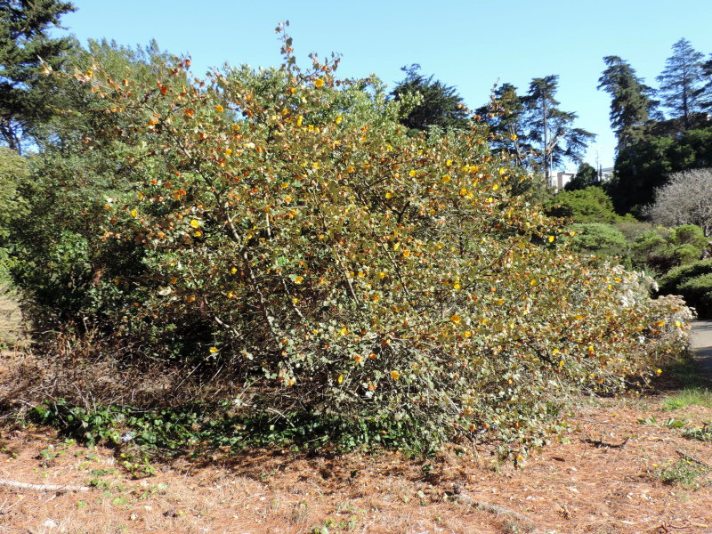 Flannel Bush 'California Glory'