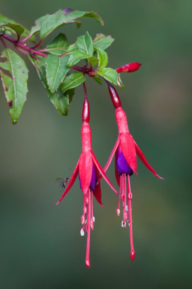 Fuchsia 'Lady Thumb'