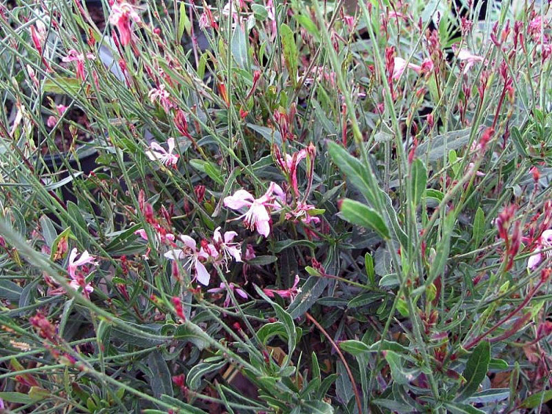 Pink Gaura