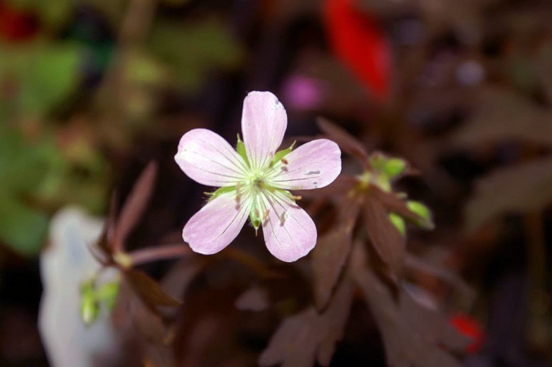 Geranium 'Espresso'