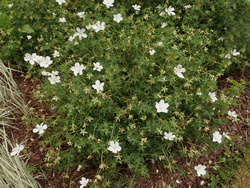 Sanguineum 'Album' Geranium