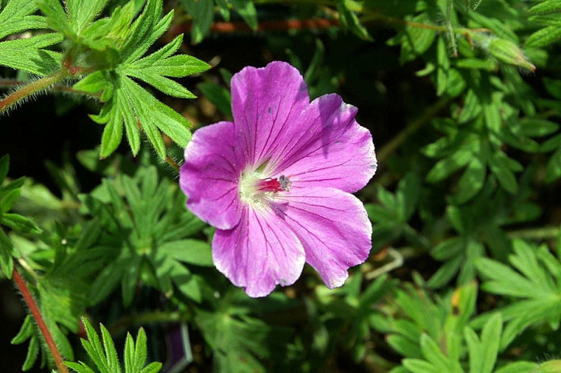Tiny Monster Geranium