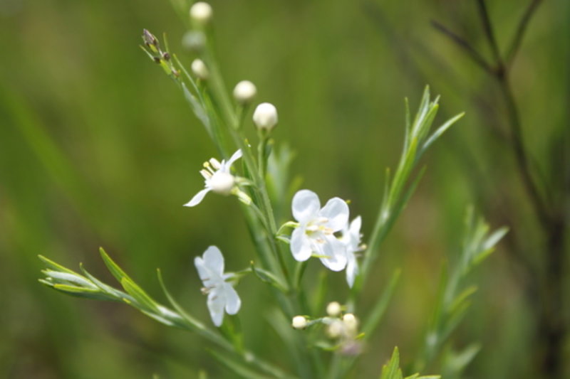 Otterbossie 'White Candy Otter Bush