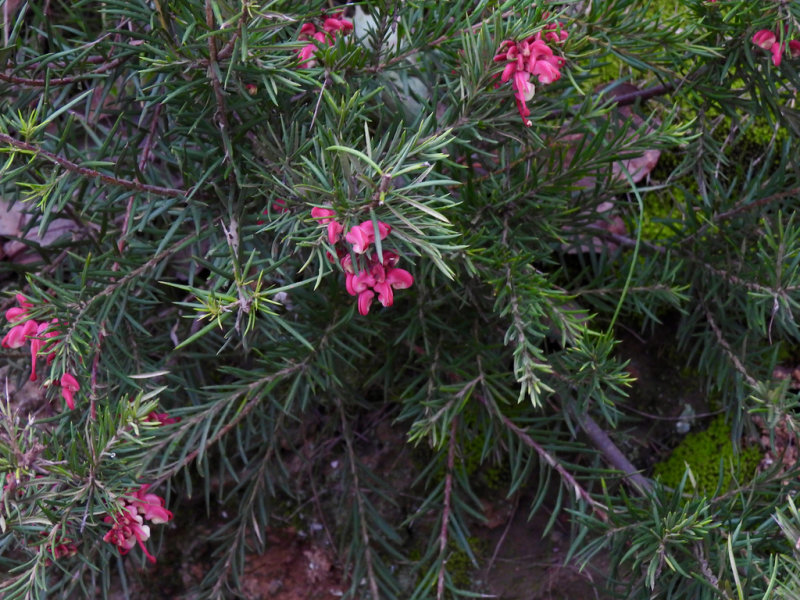 Rosemary Grevillea