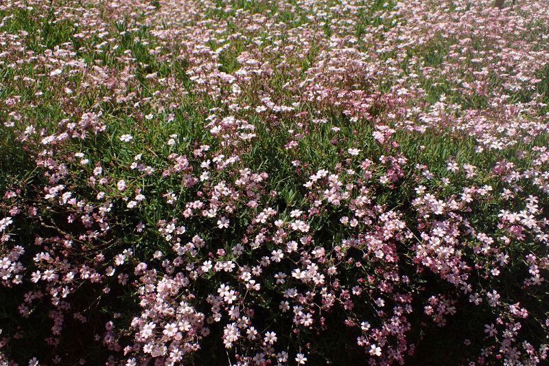 Pink Creeping Gypsophila
