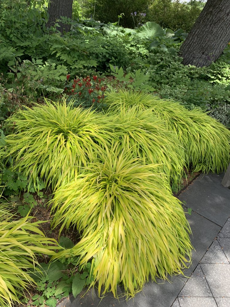 Japanese 'All Gold' Grass