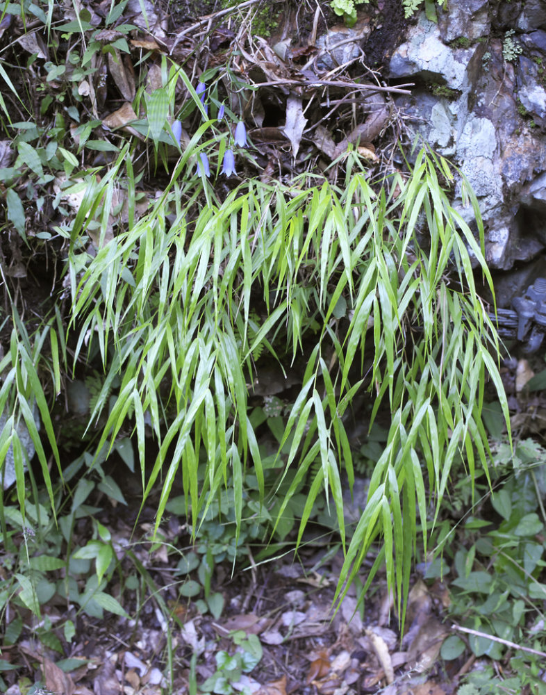 Japanese Grass