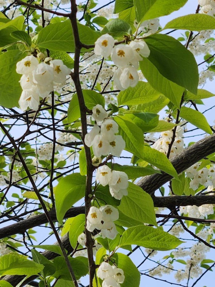 Snowdrop Tree Carolina Silverbell