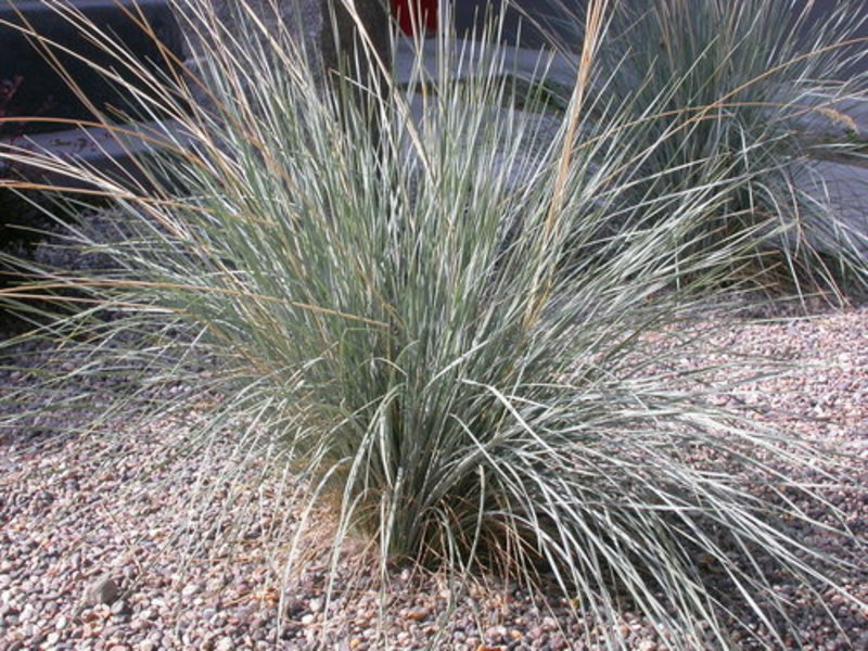 blue oat grass