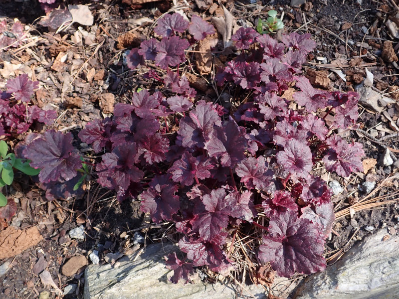 Alum root 'Midnight rose'