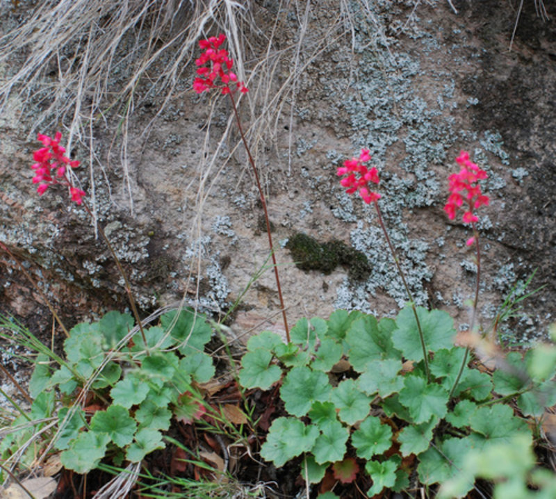 coral bells