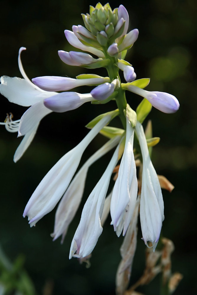 Hosta 'Guacamole'
