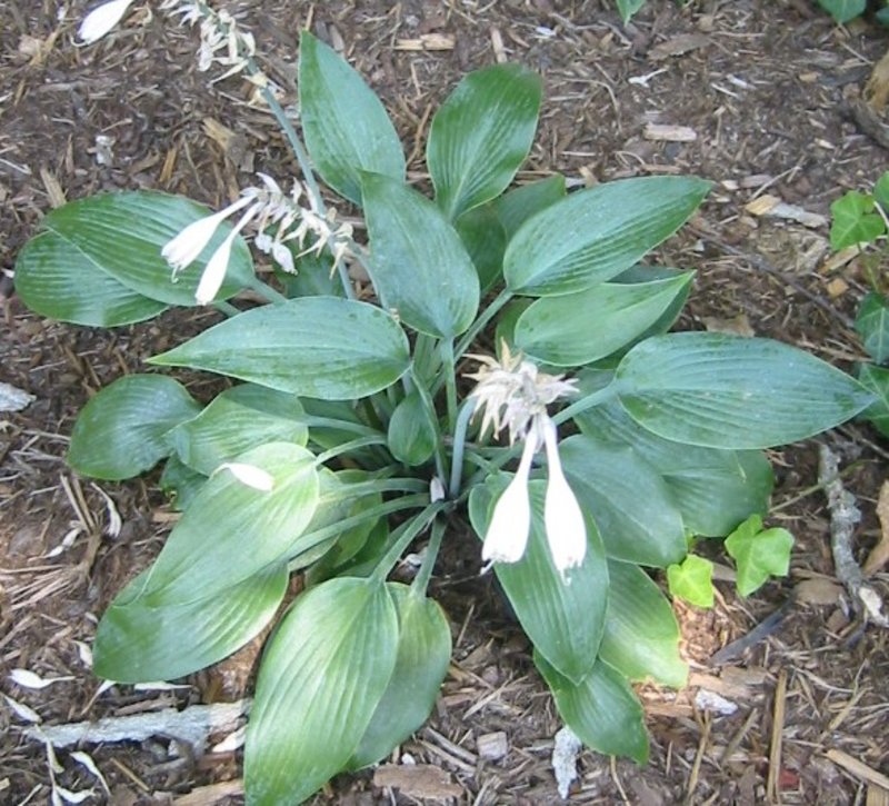 Hosta 'Halcyon'