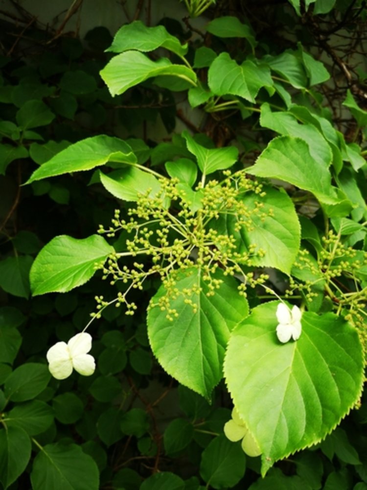 Japanese climbing hydrangea
