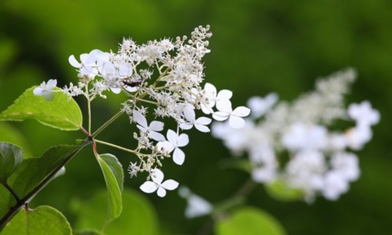 panicled hydrangea