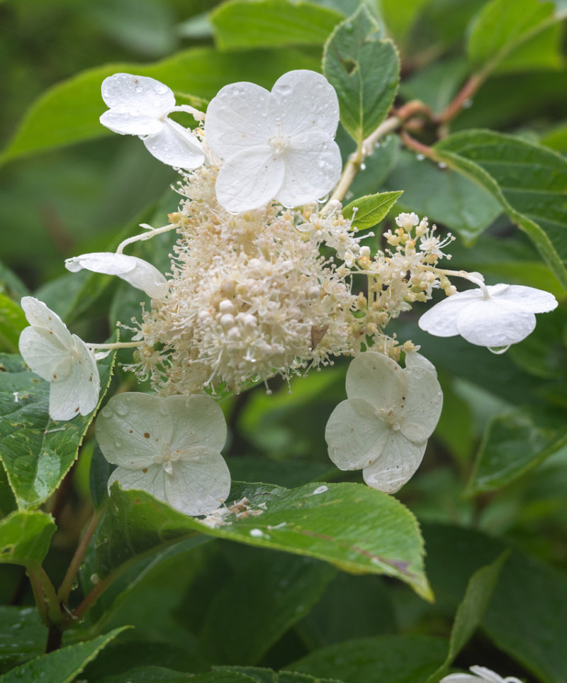Climbing Hydrangea