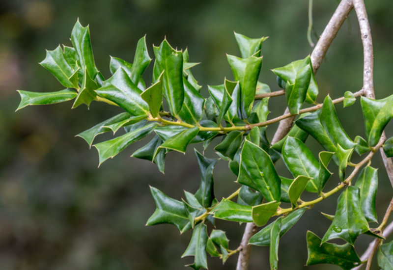Chinese holly
