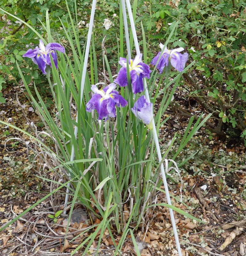 Japanese water Iris 'Caprician Butterfly'