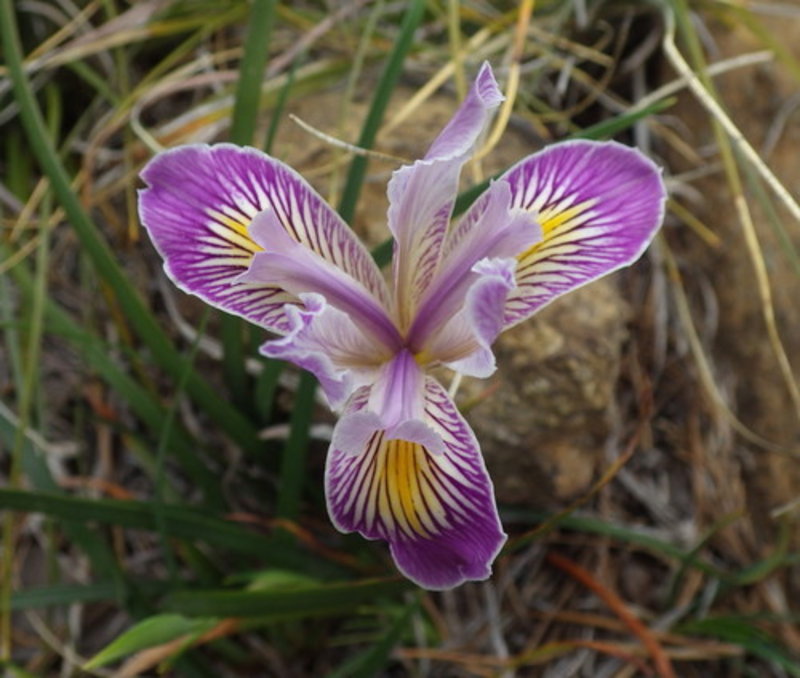 Iris innominata