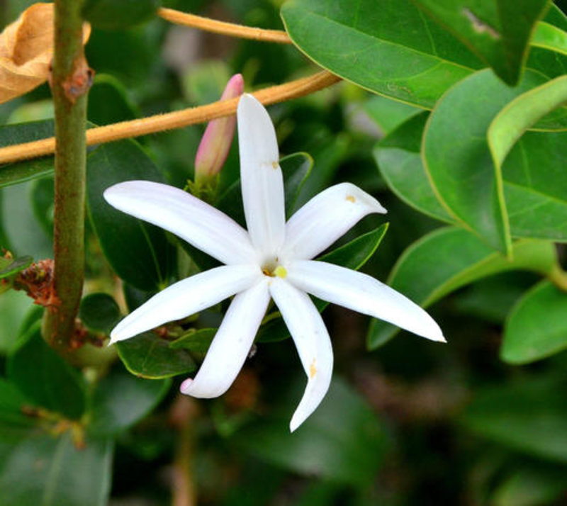 starry wild jasmine