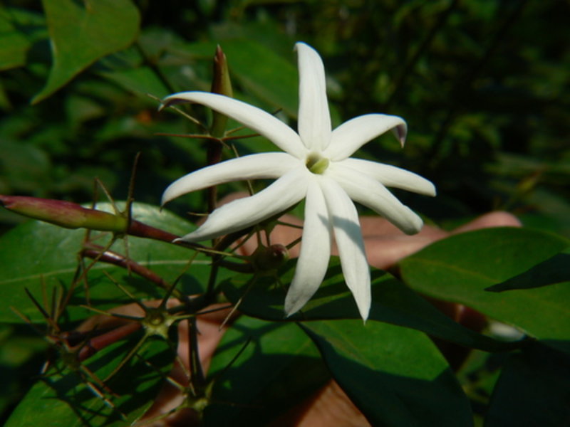 angel-wing jasmine