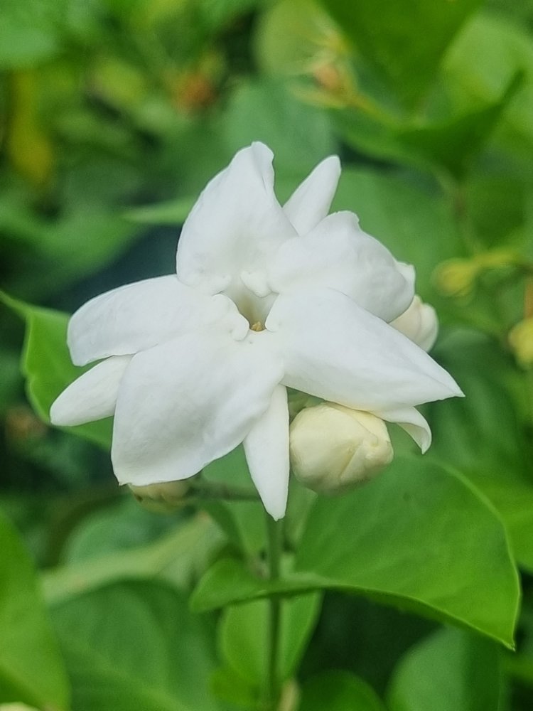 Arabian Jasmine