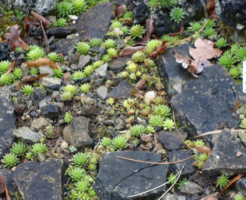Houseleek Beard Of Jupiter Sempervivum