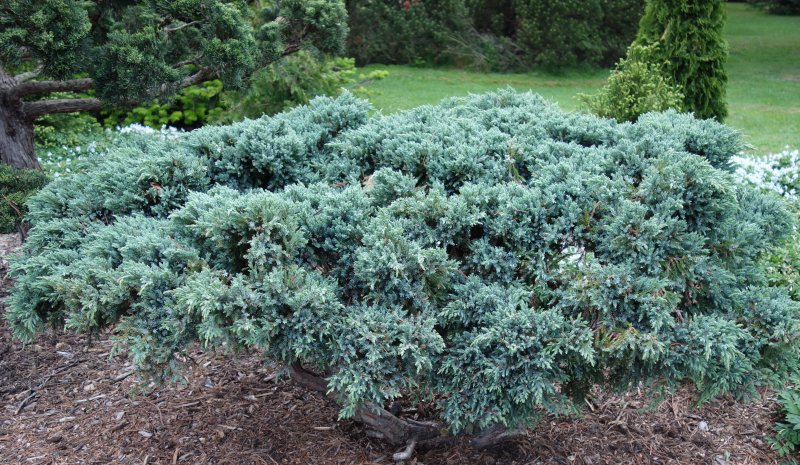 Blue Carpet Juniper