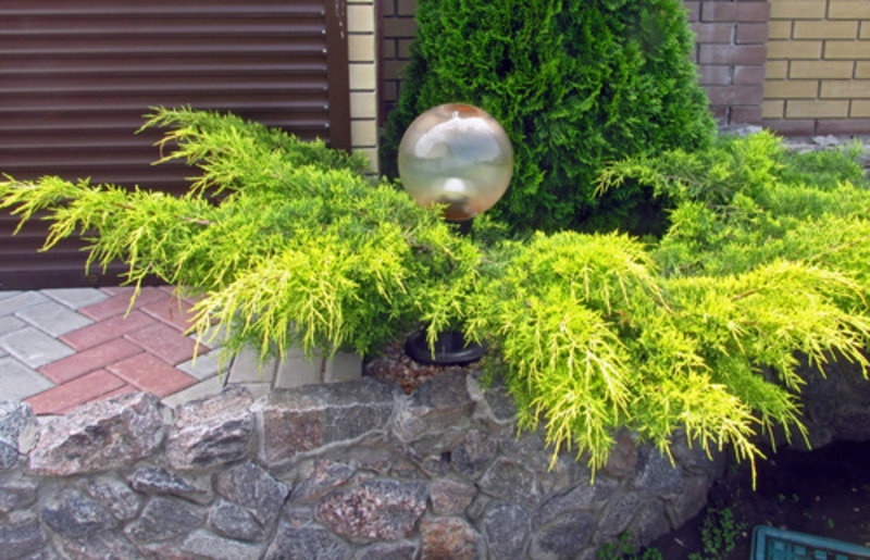Chinese Hybrid Juniper 'Pfitzeriana Glauca'