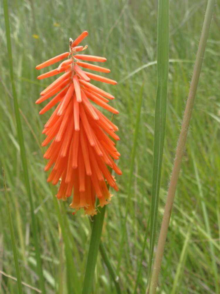 dwarf red-hot poker