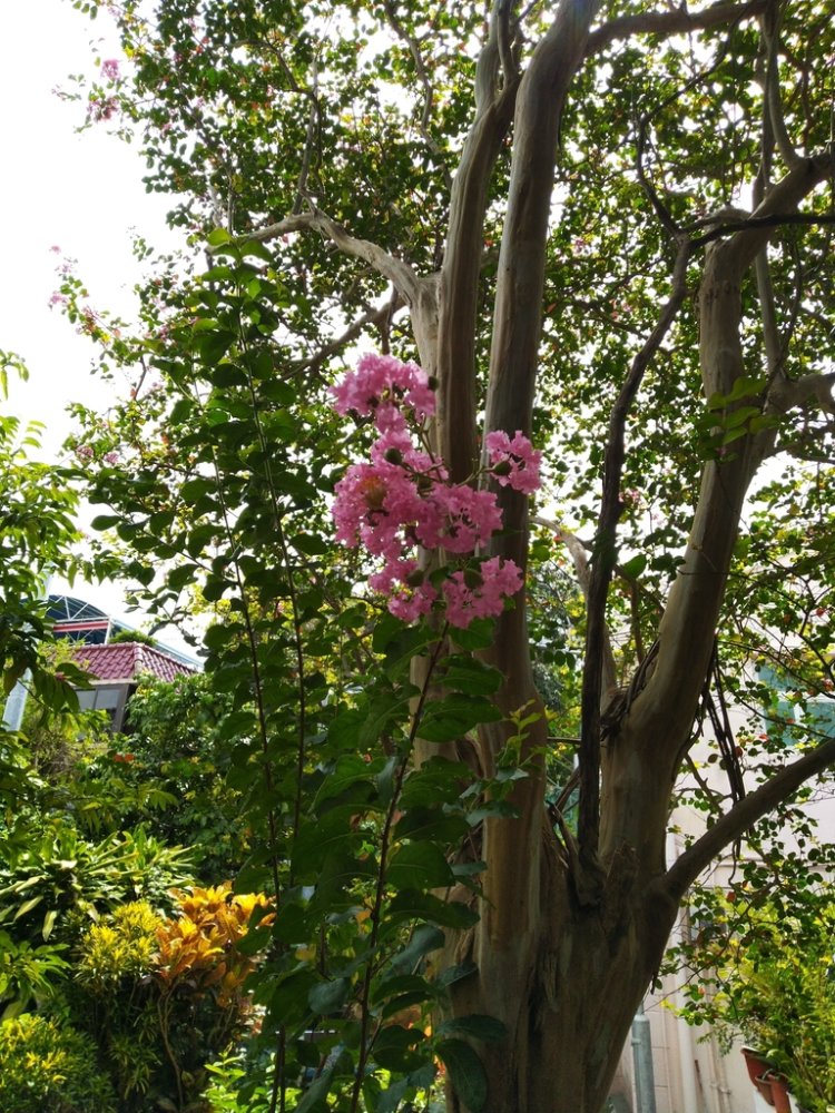 Crape Myrtle