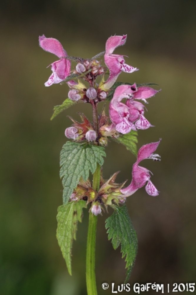 spotted deadnettle