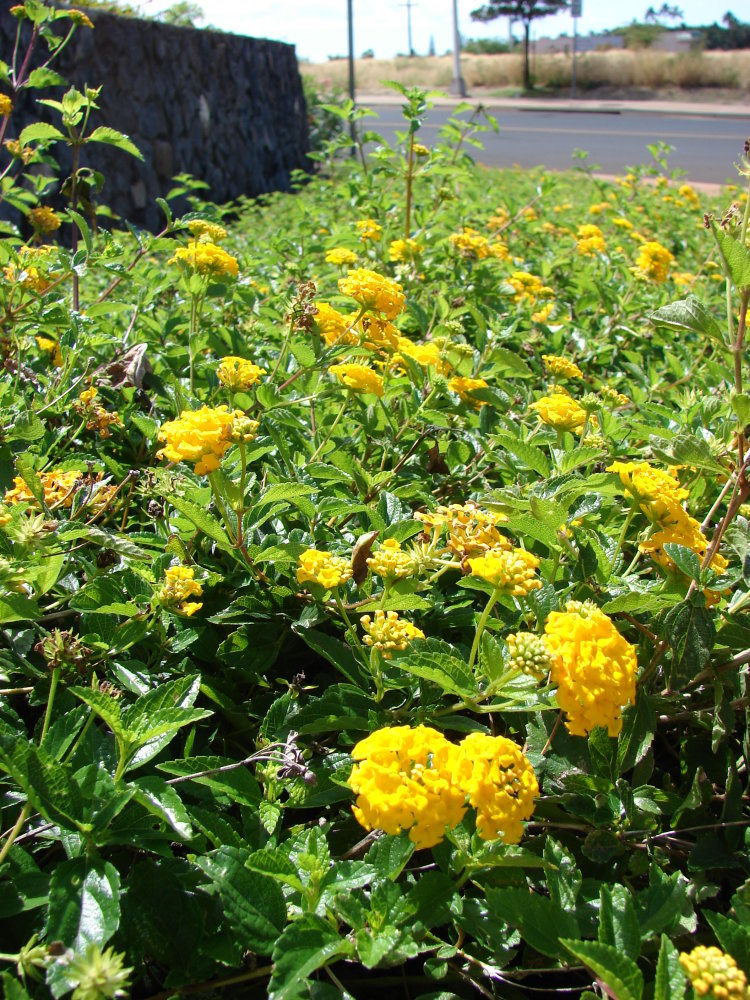 Trailing Yellow Lantana