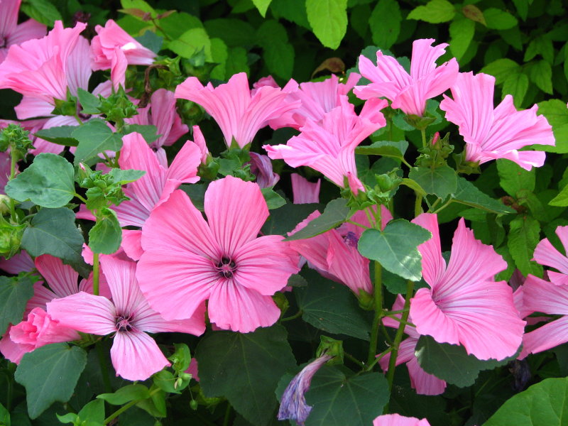 Lavatera 'Kew Rose'