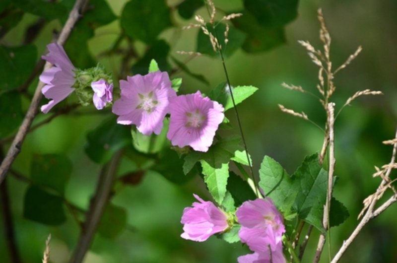 tree mallow 'Rosea'