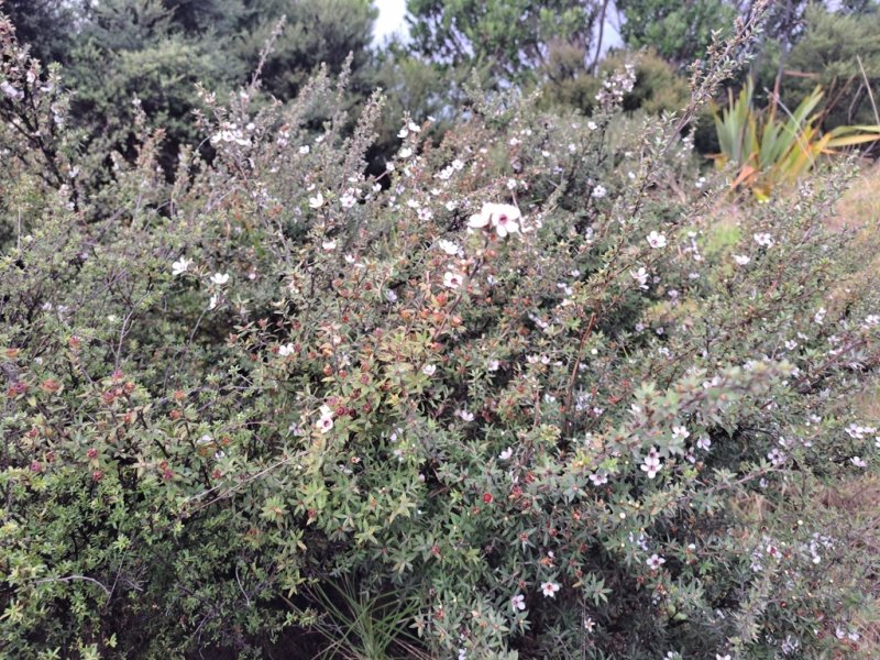 Leptospermum  'humifusum'