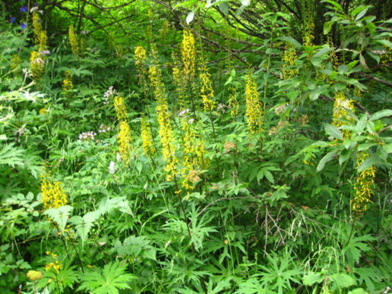 Przewalski's golden ray
