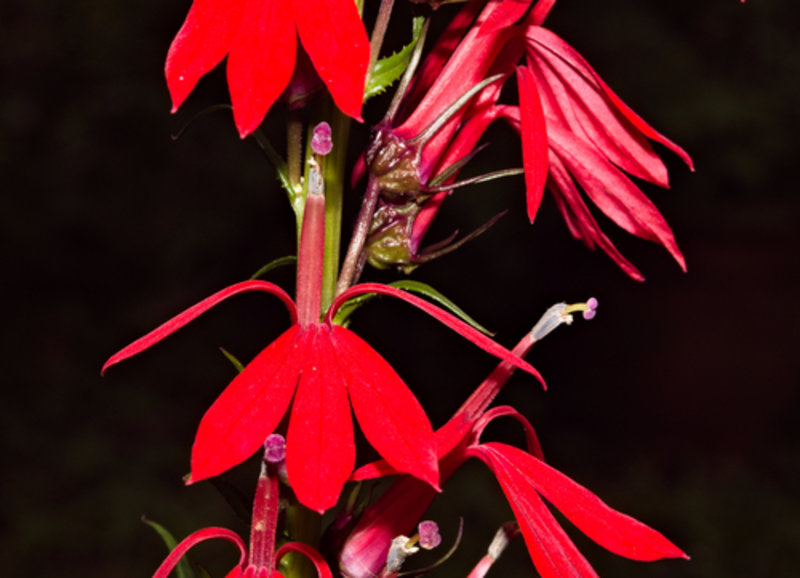 cardinal flower