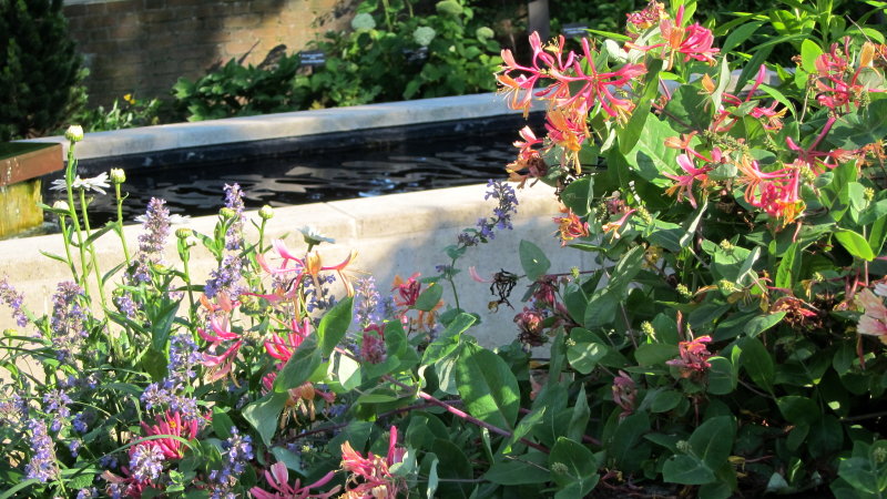 Honeysuckle Goldflamme