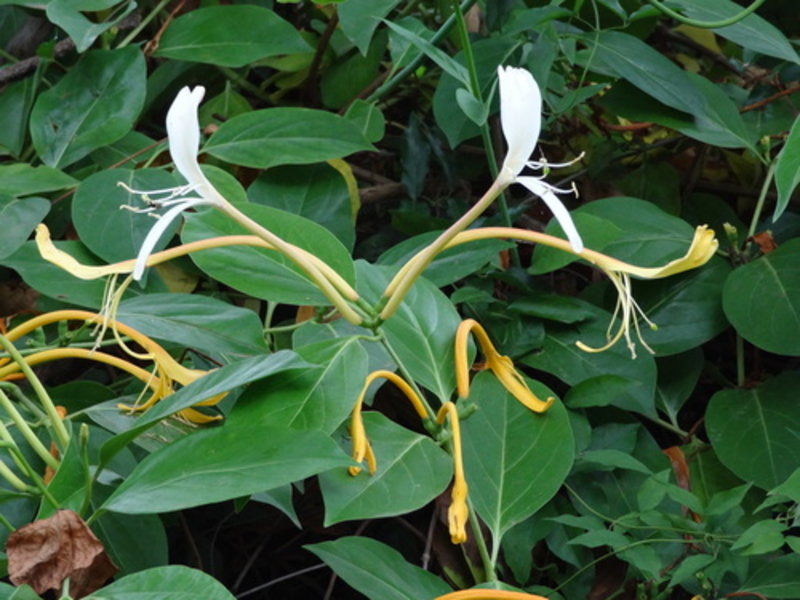 giant Burmese honeysuckle