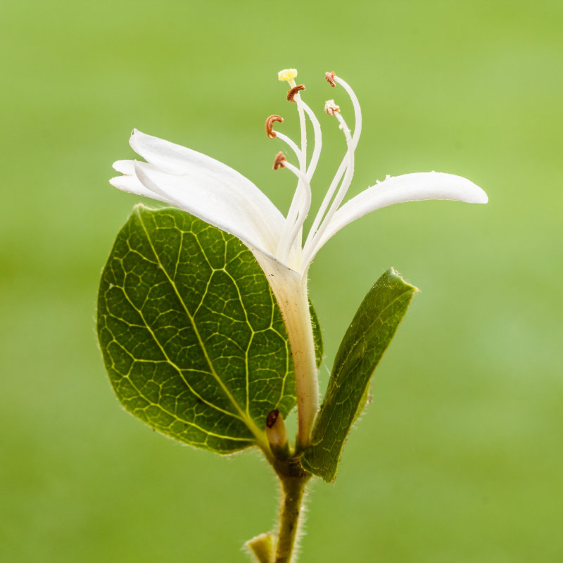 Honeysuckle Hall's prolific