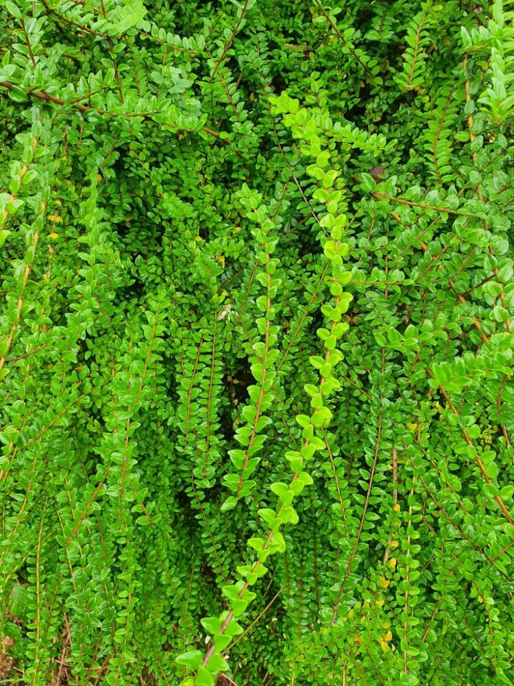 Box Leaved Honeysuckle