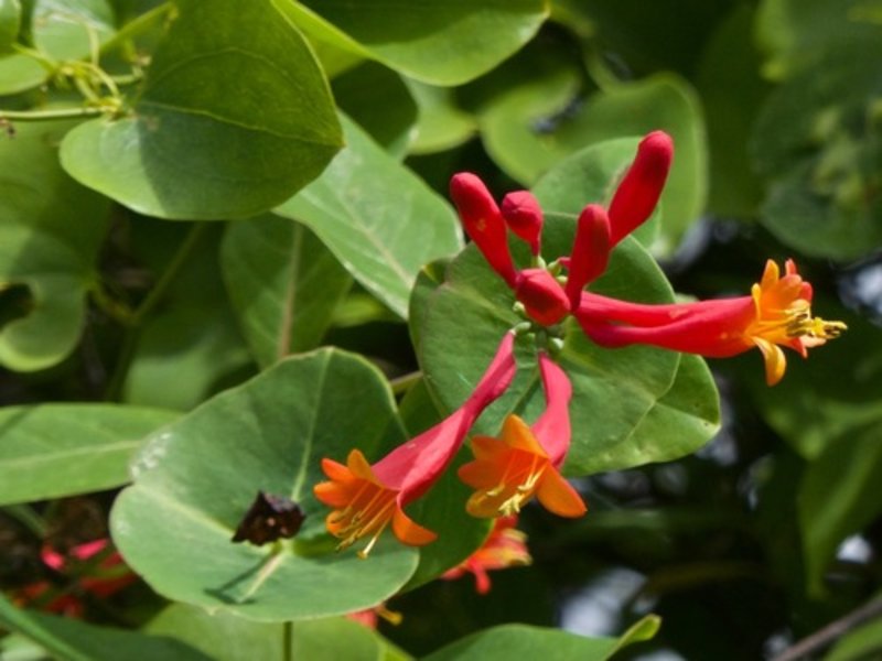 trumpet honeysuckle