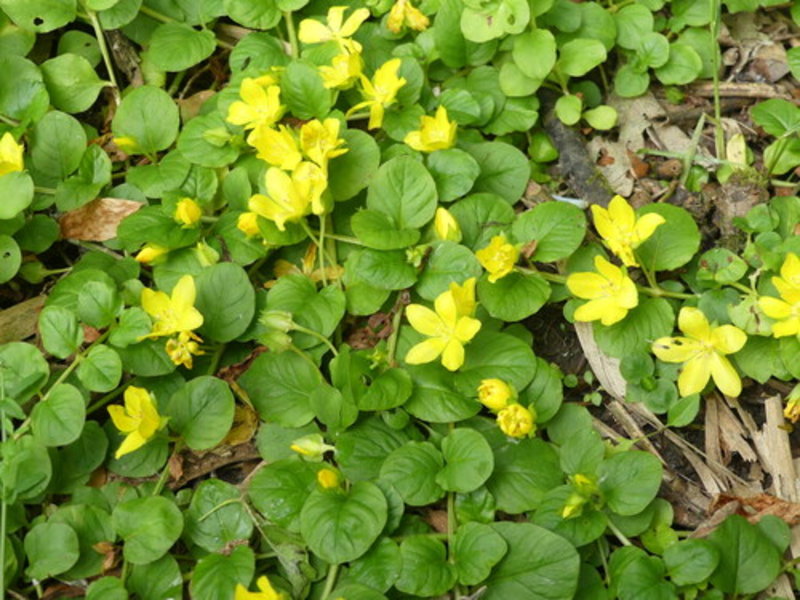 creeping Jenny