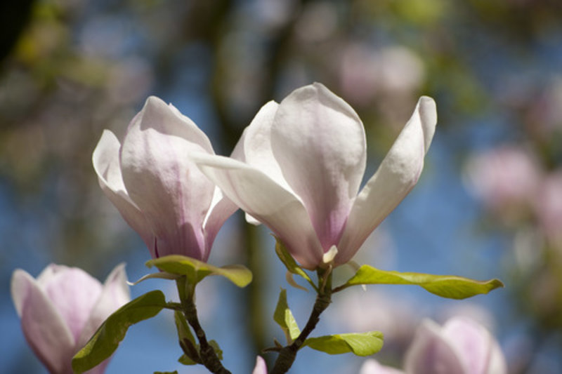 lily magnolia