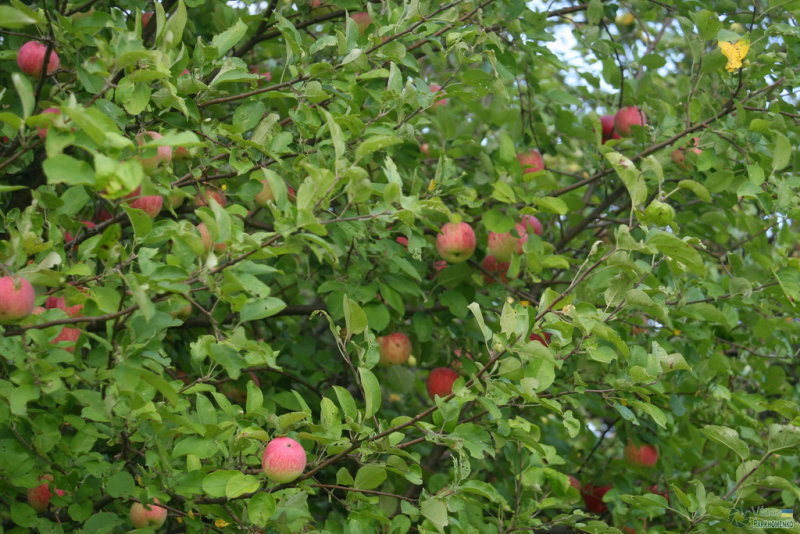 Drawf Apple Tree