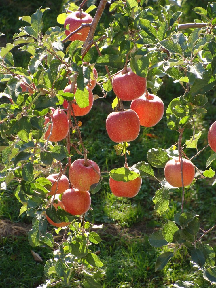 Apple tree 'Fuji'