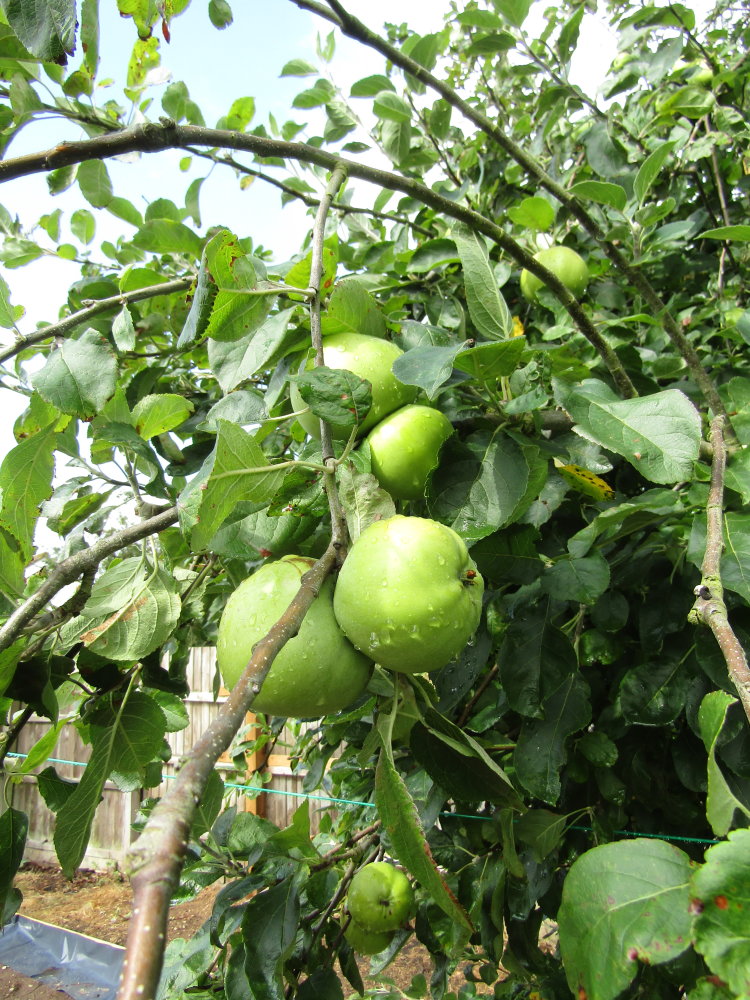 Apple tree 'Granny Smith'