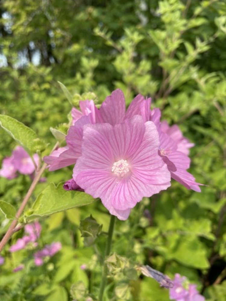 greater musk mallow