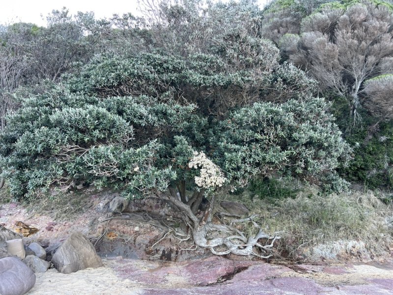 New Zealand Christmas Tree